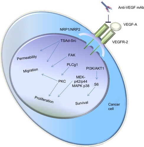 Figure 1 Schematic representation of how the VEGF-A signaling pathway is linked to its main biological functions.