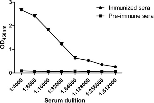 Figure 3 Detection of serum titration of the immunized camel against recombinant SIV-NP protein after last immunization.Abbreviations: SIV, swine influenza virus; NP, nucleoprotein.