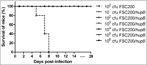 Figure 2. FSC200/hupB mutant is attenuated in in vivo model of tularemia. Groups BALB/c mice, 6–10 weeks old, were infected with 200 μl of bacterial suspension subcutaneously (s.c.) with appropriate infection doses of 101, 102, 103, 104, 105 and 106 CFU/mouse for FSC200/hupB mutant and 102 CFU/mouse for FSC200 and complemented strain FSC200/hupB+hupB. Mice infected by FSC200 died within 8 days after infection. In contrast, neither increasing infection doses of FSC200/hupB cause the death of mice.