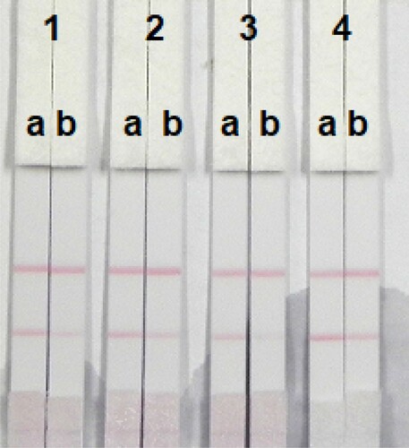 Figure 8. Result of using four kinds of reagent. (1) tween-20; (2) Brij-35; (3) Triton X-100; and (4) On-870. (a) negative (0 ng/mL); (b) positive (20 ng/mL).