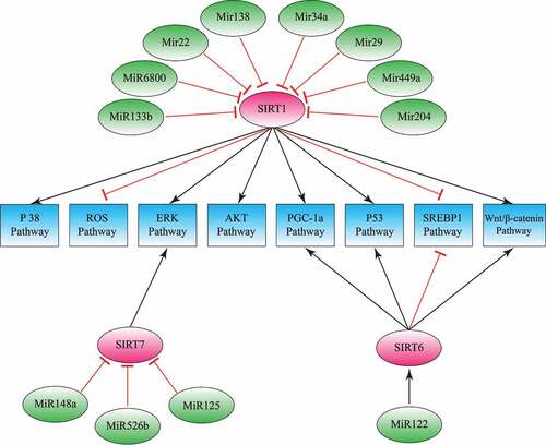 Figure 2. Sirtuins and microRNAs; the mechanisms in hepatocellular carcinoma. MicroRNAs modulate cancer development by inhibiting sirtuins. This model describes sirtuins, microRNAs and their downstream pathways involved in hepatocellular carcinoma