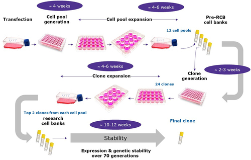 Figure 1. Example of standard workflow from gene to final clone.