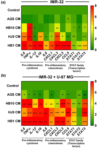 Figure 3. H. pylori-derived secretome promotes inflammation in neuroblastoma and neuron-astrocytes co-cultured cells. Heat map showing the relative transcript expression of various pro-inflammatory cytokines and chemokines and STAT family members after treatment with HPCM to (a) IMR-32 cells, (b) IMR-32+U-87 MG co-cultured cells for 24 hrs. The experiment was performed for two biological and two technical replicates (four data points), and the results are shown as the mean ± SD for three data points. An unpaired t-test was used to analyze the data. p < 0.05 was considered significant in all the cases. p-values of < 0.05, < 0.01 and < 0.0001 were represented with *, ** and *** respectively for significant upregulation and #, ##, and ### for significant downregulation.