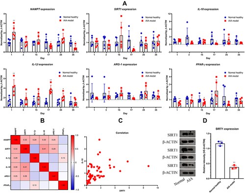 Figure 2 Status of SIRT1 signaling in AIA rats. (A) Dynamic changes in expression of SIRT1 and related genes in WBC throughout the observational period; (B) correlation relationship among expression of the tested genes; (C) scatter diagram exhibiting the expression correlation between IL-10 and SIRT1; (D) expression of protein SIRT1 in circulating monocytes when the rats were killed. Statistical significance: *p < 0.05 and **p < 0.01 compared with normal healthy rats.