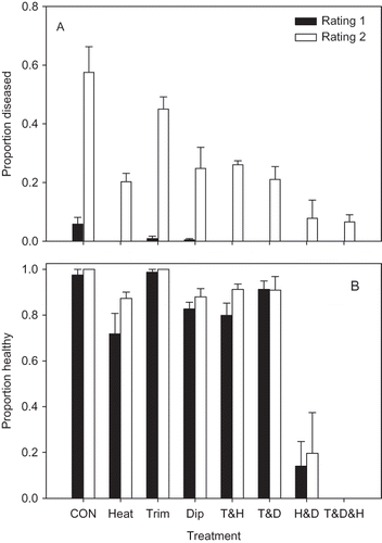 FIGURE 3 Proportion of cv. Strawberry Festival leaves with symptoms of angular leaf spot (A), and the proportion of surviving plants rated as healthy (B) (i.e., not stunted or killed) in field experiments investigating the effects of heat treatment at 44°C for 4 hr (Heat), the removal of remnant leaf and petiole tissue (Trim), a 5 min dip in a 10% solution of chlorine bleach (Dip), and all possible combinations of the three treatments. An untreated control was also included (CON). Each bar represents the proportion of four replicate plots of 20 plants each, along with the standard error. Filled bars represent the first disease rating taken 35 days after planting, and the open bars represent the second disease rating taken 64 days after planting. The experiment was conducted at GCREC in Wimauma, FL.