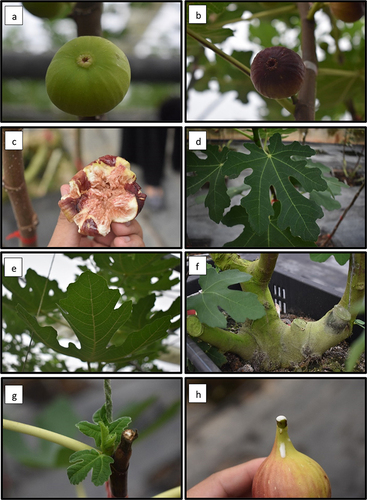 Figure 1 Different part of F. carica. (a) unripe fruit; (b) ripe fruit; (c) opened ripe fruit; (d) upper side of the leave; (e) down side of the leave; (f) branches; (g) young shoots; (h) latex.