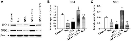 Figure 7 Effects of CUR and brusatol on the expression of HO-1 and NQO1 in the liver of OXA-treated mice. (A) The protein expression levels of HO-1 and NQO1 in the liver tissue of each group were measured by Western blotting. HO-1(B) and NQO1(C) bands of each group were scanned, and the data are expressed as the fold change vs the control group. The results are presented as the mean ± standard deviation of five mice from each group. *P<0.01 vs control group, #P<0.01 vs OXA+CUR group.