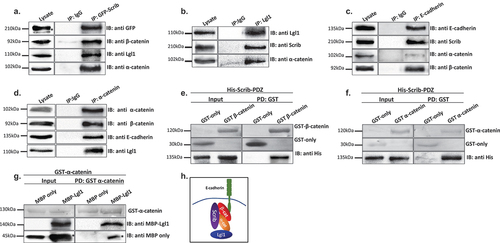 Figure 3. Lgl1 and Scrib interact with E-cadherin-catenin proteins. (a) A549 cells stably expressing GFP-Scrib were subjected to co-immunoprecipitation (co-IP) assay using GFP antibody. The immunoprecipitated proteins were analyzed by immunoblotting (IB) with antibodies against GFP, Lgl1, α- and β-catenin. IgG antibody was used as a negative control. (b) A549 cell extracts were subjected to co-IP assay using Lgl1 antibody. The immunoprecipitated proteins were analyzed by IB with antibodies against Scrib, Lgl1 and α-catenin. IgG antibody was used as negative control. (c) A549 cells stably expressing GFP-Scrib were subjected co-IP assay using E-cadherin antibody. The immunoprecipitated proteins were analyzed by IB with antibodies against E-cadherin, Scrib, α- and β-catenin. IgG antibody was used as a negative control. (d) A549 cell extracts were subjected to co-IP assay using α-catenin antibody. The immunoprecipitated proteins were analyzed by IB with antibodies against E-cadherin, Lgl1, α- and β-catenin. IgG antibody was used as negative control. (e) and (f) His-Scrib-PDZ, GST only, and GST-α-catenin (E) or GST-β-catenin (F) were subjected to pull-down (PD) assay. His-Scrib-PDZ was analyzed by IB with antibody against His-tag, and GST proteins were analyzed by Ponceau S staining. (g) GST-α-catenin and MBP only or MBP-Lgl1 were subjected to PD assay. MBP proteins were analyzed by IB with antibody against MBP-tag, and GST-α-catenin was analyzed by Ponceau S staining. (h) a model depicting the protein complex formed by Lgl1, Scrib, E-cadherin, α- and β-catenin at AJs. *Non-specific band. Molecular weights of the proteins are indicated.