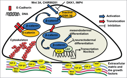 Figure 1. Illustration of the interactions of extracellular microenvironment (soluble factors, matrices etc.) with Wnt/β-catenin signaling through biochemical regulation. The effects of Wnt activation (e.g., Wnt 3A or CHIR99021) and inhibition (e.g., DKK1 or IWP4) on pluripotent stem cell (PSC) lineage commitment are shown. GSK-3β: glycogen synthase kinase-3β; TCF: T-cell factor; LEF: lymphoid enhancer factor. FGF, fibroblast growth factor; HGF: Hepatocyte growth factor; IGF: Insulin-like growth factor; TGF, transforming growth factor.