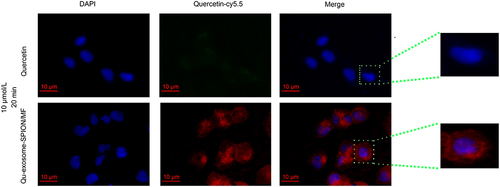 Figure 2 Targeting capacity of Qu-exosome-SPIONs in vitro. Quercetin was labeled with cy5.5 and the cells were washed before fluorescence microscopy observation. n=3.