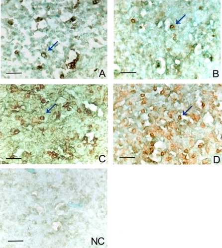 Figure 4. Marking of apoptotic cell with TUNEL assay at day 14 post inoculation (arrow) (A). Control (B). Diluent (C). Lukert strain (D). ST-14 strain negative control (NC) of the assay. A light green stain was used as a cytoplasmatic contrast. Scale bars = 20 µm.