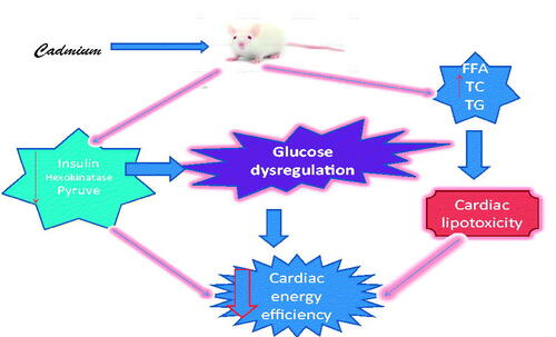Figure 14. Schematic diagram illustrating the likely pathway through which cadmium induces glucometabolic dysregulation. FFA: free fatty acid; TG: triglyceride; TC: total cholesterol.