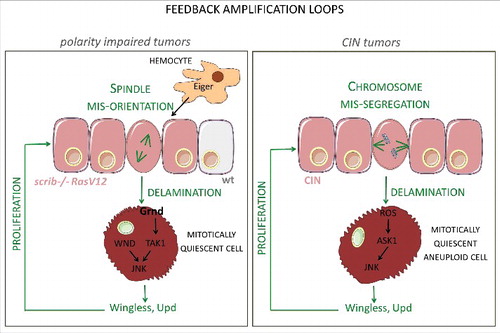 Figure 1. Feedback amplification loops in epithelial tumors. Schematic diagram depicting the molecular elements and cellular events that underlie the feedback amplification loops that drive unlimited growth in tumors of epithelial origin induced either by the oncogenic cooperation between Ras-V12 and loss of polarity determinants (left) or by the induction of chromosomal instability (CIN) through depletion of Spindle Assembly Checkpoint genes (right).