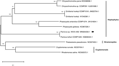 Figure 1. Phylogenetic analysis of 11 mitochondrial genomes with 15 protein-coding genes common to all strains, including eight haptophytes, two cryptomonads, and a diatom. Sequences were aligned with Clustal Omega (Sievers et al. Citation2011), prepared with GBlocks (Talavera and Castresana Citation2007), and concatenated to a length of 11,594 nucleotide positions. Tree construction was performed in MEGA-X with neighbor-joining and 1000 bootstrap replications. Units are substitutions per site and support values are indicated.