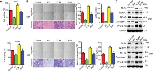 Figure 2 TLR4 overexpression reduces the effects of paeoniflorin on cell proliferation, migration, invasion, and TLR4 signaling.Notes: U87 cells and U251 cells transfected with TLR4 or vector plasmids for 12 h were harvested; (A) 4×103 cells were seeded in a 96-well plate and then incubated with 20 μM paeoniflorin or PBS for 24 h. The Cell Counting Kit-8 assay was used to detect cell proliferation. (B) 1×105 cells were seeded in 6-well plates and then incubated with 20 μM paeoniflorin or PBS for 24 h. Wound-healing assays and Transwell assays were performed to detect U87 and U251 cell migration and invasion, respectively (scale bar =100 μm). (C) U87 and U251 cells were transfected with TLR4 or vector plasmids for 12 h then treated with 20 μM paeoniflorin for 24 h. Western blotting was performed to examine protein expression. Control: transfected with vector; paeoniflorin: transfected with vector +20 μM paeoniflorin; TLR4: transfected with TLR4; both: transfected with TLR4 +20 μM paeoniflorin: n=3 or n=4. All tests were performed in triplicate. *P<0.05 vs. control; #P<0.05 compared with either paeoniflorin treatment or TLR4 transfection alone.Abbreviations: GAPDH, glyceraldehyde-3-phosphate dehydrogenase; IL, interleukin; NF-κB, nuclear factor κB; NLRP, nucleotide-binding domain and leucine-rich repeat containing protein 3; TLR4, Toll-like receptor 4.