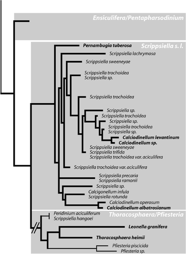 Fig. 2. Molecular phylogeny of calcareous dinoflagellates. Simplified maximum likelihood tree of all calcareous dinoflagellates based on ITS1, ITS2 and 5.8S rRNA (modified after Gottschling et al . Citation2005a ). Calcareous taxa are indicated by bold lines, and oceanic species are set in bold.