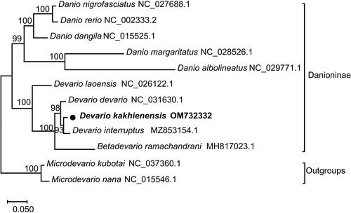 Figure 1. Maximum-likelihood phylogenetic tree reconstructed using concatenated mitochondrial protein-coding genes of D. kakhienensis and other 11 fishes. Accession numbers were indicated after the species names. The tree topology was evaluated by 1000 bootstrap replicates. Bootstrap values at the nodes correspond to the support values for ML methods.
