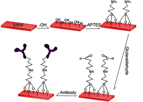 Figure 4 The process of functional modification of silicon nanowires.