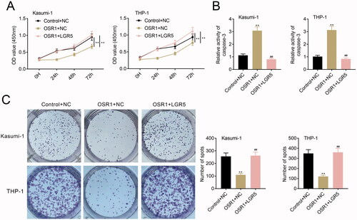 Figure 5. OSR1 contributed to suppression of acute myeloid leukaemia cell proliferation by inhibiting LGR5. (A) Over-expression of OSR1-induced decrease of cell viability in Kasumi-1 and THP-1 was reversed by over-expression of LGR5. (B) LGR5 over-expression weakened over-expression of OSR1-induced increase of caspase-3 activity in Kasumi-1 and THP-1. (C) LGR5 over-expression counteracted the suppressive effect of OSR1 over-expression on cell proliferation of Kasumi-1 and THP-1. ** vs. control + NC, p < .01. ## vs. OSR1 + NC, p < .01.