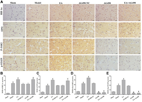 Figure 4 EPO-JAK2-STAT5 pathway-related gene and protein expression in the ischemic cortex. (A) Immunohistochemistry was performed to measure the relative protein levels of HIF-1α, EPO, p-JAK2 and p-STAT5 at 72 h post-FCI (400×). (B) MOD of the HIF-1α protein level in each group. (C) MOD of the EPO protein level in each group. (D) MOD of the p-JAK2 protein level in each group. (E) MOD of the p-STAT5 protein level in each group. The data are presented as the mean ± SD (n = 12). Compared to the sham group, *P<0.05. Compared to the model group, #P<0.05. Compared to the AG490-NC group, &P<0.05. Compared to the EA group, ▼P<0.05. Compared to the AG490 group, @P<0.05.