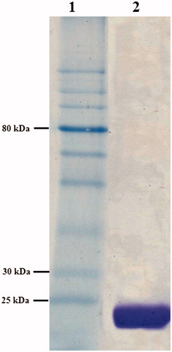 Figure 2. SDS–PAGE analysis (15%) of Enterobacter sp. B13-CA (stained with coomassie brilliant blue). Lane 1, protein molecular weight markers (NEB, P7710S), lane 2, purified Enterobacter sp. B13-CA.