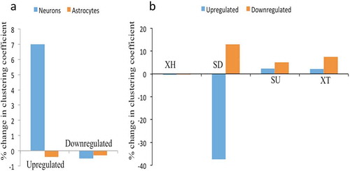 Figure 8. Network analysis of XH lncRNAs and other biotypes during hNPCs differentiation. (A) showing change in clustering coefficient during neuronal differentiation and astroglial differentiation in upregulated and downregulated DELs, XH lncRNAs shows increase in network strength only during neuronal differentiation of hNPCs, (B) showing change in clustering coefficient of other lncRNAs biotypes during astroglial differentiation of hNPCs, SD biotypes shows the maximum changes in network strength during astroglial differentiation.