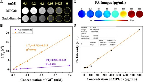 Figure 4 In vitro MR and PA imaging studies of MPGds. T1-weighted MR images (A) and relaxivity measurements (B) of MPGds and Gadodiamide with different Gd3+ concentrations (0.0125, 0.025, 0.05, 0.1, 0.2, 0.4 and 0.8 mM). The T1 relaxation rate as a function of Gd3+ concentrations. The measurements were performed on a 3.0 T MRI scanner at 35°C. (C) PA images of MPGds at various concentrations (12.5, 25, 50, 100, 200, 400 and 800 µg/mL). (D) PA signal intensity as a function of MPGds concentration using an MSOT imaging system. Inset: linear fitting data of PA signal intensity with various MNP concentrations.
