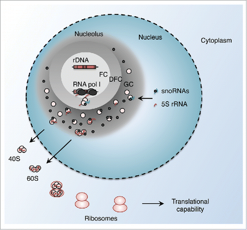 Figure 1. Overview of nucleolar structure and function. RNA polymerase I transcribes the rDNA repeats at the interface between the fibrillar center (FC) and the dense fibrillar component (DFC). rRNA molecules and ribosomal proteins associate in complexes in the granular component (GC), and are exported outside of the nucleolus as immature ribosomal particles, which are then assembled into ribosomes.