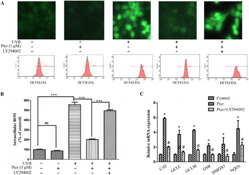 Figure 3. Pter scavenged UVB-induced ROS via PI3K. HaCaT cells were treated with vehicle, Pter, and LY294002 prior to UVB irradiation. (A) Representative intracellular ROS images and recordings. (B) Quantitative fluorescence data from (A) were presented as mean ± SD (n = 3); ***P < 0.001. (C) Quantitative RT-PCR data of indicated Nrf2 target genes. The relative mRNA levels of Nrf2 target genes were represented as fold change; the vehicle was set to 1 with gapdh and actin for normalization. Values are mean ± SD (n = 3), *P < 0.05.