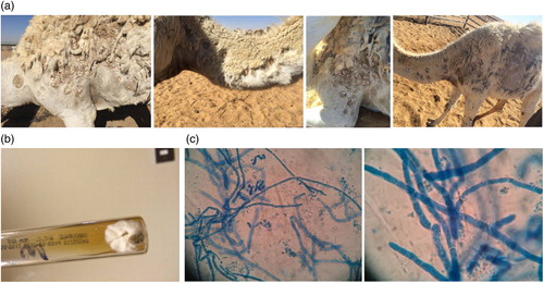 Figure 1. (a) Cutaneous lesions, (b) Colonies on SDA and (c) Distorted hyphae with chlamydospores in chains confirming T. verrucosum.