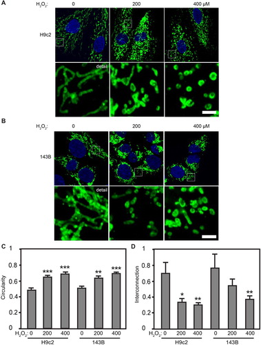 Figure 1. Oxidative stress causes mitochondrial fragmentation. Confocal microscopy of H9c2 (A) and 143B cells (B) immunolabeled for mitochondrial TOM 20 (green), with nuclei stained with DAPI (blue). (C, D) Quantification of mitochondrial morphology parameters for H9c2 and 143B lines. Circularity measures the average value per high-resolution micrograph (see detail images in A, B above for representative examples). Interconnection measures the average area/perimeter/mitochondrial profile per micrograph. n = 25, ±SE. *Significant at P < .05, **significant at P < .01, ***significant at P < .0001, one-way ANOVA followed by Tukey post hoc test.