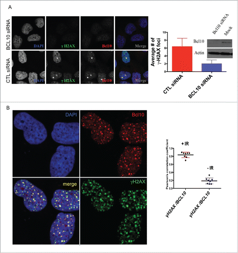 Figure 1. BCL10 is recruited to sites of DNA damage. (A) Immunodetection of BCL10 and γ-H2AX in T47D cells transfected with control siRNA (CTL siRNA) or BCL10 siRNA (BCL10 siRNA). Quantification of the average number of cryptic γ-H2AX foci per cells is shown on the right. Efficiency of BCL10 knockdown was shown by an immunoblot on the top. (B) Immunodetection of BCL10 and γ-H2AX 60 min after IR (2 Gy) irradiation. The right panel shows Pearson's correlation coefficient values for co-localization of γ-H2AX and BCL10 with and without IR.