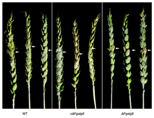 Figure 11. Wheat spikes 21 d after point inoculation. Arrows indicate infection localized to the point of inoculation for the ΔFgatg8 mutant.