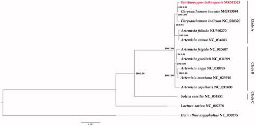 Figure 1. Phylogenetic tree of 13 species based on the complete chloroplast genome by the maximum likelihood (ML) and Bayesian inference (BI) methods. Helianthus argophyllus was the outgroup. The topology showed in this figure is from the ML tree. The numbers above the branches represent the ML bootstrap values/BI posterior probabilities.
