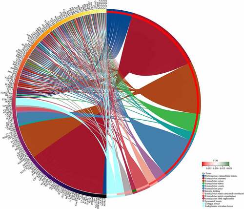 Figure 2. Biological functions based on Gene Ontology (GO) analysis of obesity-related DEGs