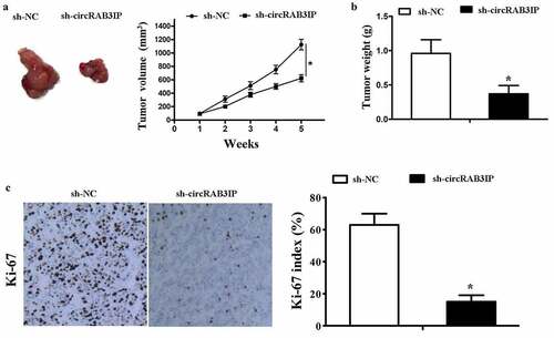 Figure 6. Knockdown of circRAB3IP inhibits tumorigenesis in vivo. MG63 cells stably transfected with sh-circRAB3IP or sh-NC were subcutaneously injected into nude mice. (a) After 35 days, tumors were dissected and photographed. Tumor volumes were recorded every 7 days beginning on the day after mice were injected with MG63 cells. (b) Tumor weight was calculated on the day mice were sacrificed. (c) IHC analysis showed a significant decrease in Ki67 expression in the sh-circRAB3IP group compared to that of the control group. *P < 0.05