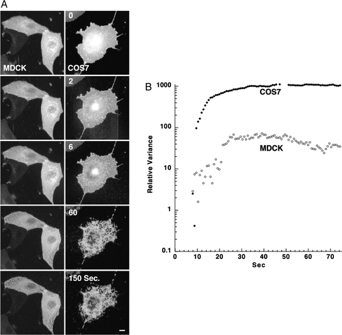 Figure 4.  Analysis of membrane pore expansion in non-polarized MDCK and COS-7 cells. (A) Representative time-lapse images of non-polarized MDCK (left panel) and COS-7 (right panel) cells expressing GPI-GFP after addition of 1% (V/V) TX-100 in PBS at 17°C (experiment repeated 7 times for each cell type). Bar = 10 µM (see also QuickTime movie S4A in the online supplementary information). (B) Quantitative analysis on a semi-logarithmic scale of time-dependent membrane pore expansion of a single typical non-polarized MDCK (empty dots) and COS-7 (filled dots) cells using PFIVar.