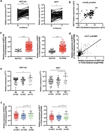 Figure 6. The expression of KRT7-AS/KRT7 in CRC patients. (a) The qRT-PCR analysis of the expression of KRT7-AS and KRT7 in CRC tissues and their adjacent normal tissues (n = 83 pairs). (b) Correlation analysis of the expression of KRT7-AS with KRT7 in our tested CRC tissues (n = 83, spearman r = 0.409, p < .0001). (c) Data in TCGA database showed the expression levels of KRT7-AS and KRT7 in colon cancer compared with those of normal controls (n = 456 vs.41). (d) Correlation analysis of the expression of KRT7-AS with KRT7 in TCGA database (n = 456, spearman r = 0.71, p < .0001). (e, f) The expression of KRT7-AS and KRT7 among CRC patients with different N stage (N0, N1, N2) in our tested CRC tissue (e) and TCGA database (f). All data are shown as mean ± SD, *p < .05, **p < .01, ***p < .001, ****p < .0001 (Wilcoxon matched-pairs signed-rank test was used in a, Mann–Whitney test was used in c, spearman correlation analysis was used in b and d, one-way ANOVA was used in e and f). Fn, Fusobacterium nucleatum.