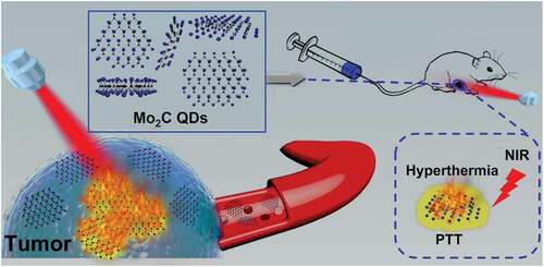 Figure 12. Schematic representation of Mo2C-QDs for photothermal therapy of cancer, reproduced with permission from ref [Citation377].