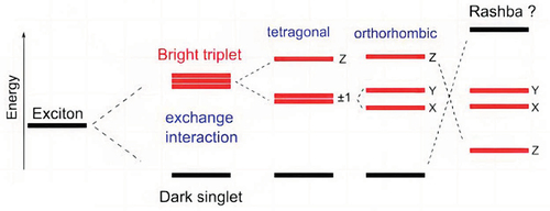 Figure 2. Energy-level diagram of the band-edge exciton fine structures resulting from electron-hole exchange interaction and crystal field splitting. The hypothetical Rashba effect might reverse the order of triplet and singlet states. Reproduced from ref [Citation61]. Open access article distributed under the creative commons attribution license creativecommons.org/licenses/by/4.0/.