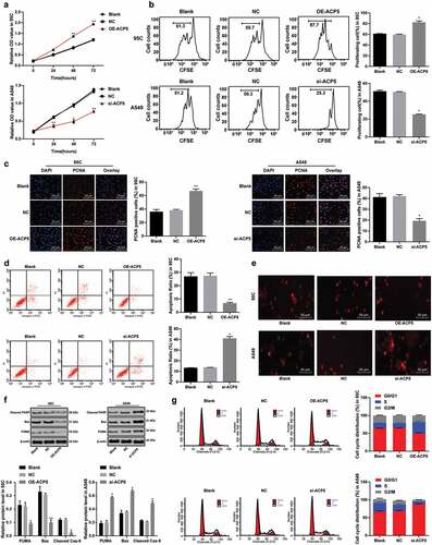 Figure 2. ACP5 knockdown inhibits LC cell growth and induces apoptosis. a. Relative cell viability after transfection with overexpressed ACP5 or si-ACP51 measured by MTT assay; b. Relative cell proliferation after transfection with overexpressed ACP5 or si-ACP51 measured by flow cytometry; c. Representative images and statistical chart of relative PCNA positive cells after transfection with overexpressed ACP5 or si-ACP51 measured by PCNA immunofluorescence assay; d. Representative images and statistical chart of relative cell apoptosis after transfection with overexpressed ACP5 or si-ACP51 measured by flow cytometry; e. Representative images of PI staining after transfection with overexpressed ACP5 or si-ACP51; f. Protein expression of Bax, PUMA and Cleaved PARP after transfection with overexpressed ACP5 or si-ACP51 detected by western blot analysis; g. Representative images and statistical chart of cell cycle distribution after transfection with overexpressed ACP5 or si-ACP51 measured by flow cytometry. * p < 0.05, compared with the NC group. LC, lung cancer; ACP5, tartrate-resistant acid phosphatase 5; MTT, 3-(4, 5-dimethylthiazol-2-yl)-2, 5-diphenyltetrazolium bromide; PCNA, proliferating cell nuclear antigen; PI, propidium iodide; Bax, B-cell lymphoma-2 (Bcl-2) associated X; PARP, poly(ADP-ribose) polymerase; NC, negative control