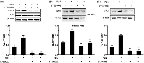 Figure 6. Role of the PI3K/Akt pathway in PUN-induced Nrf2 transcription and HO-1 expression. (A–C) IEC-6 cells were pretreated with 10 μM LY294002 for 1 h, and then treated with 10 μM PUN for 12 h. Nrf2, P-Akt and HO-1 levels were determined by Western blotting. PCNA was used as nuclear loading control. Data are expressed as mean ± SEM of three independent experiments. Differences between mean values were assessed by one-way ANOVA. *p < 0.05 and **p < 0.01 compared with the PUN-treated group.