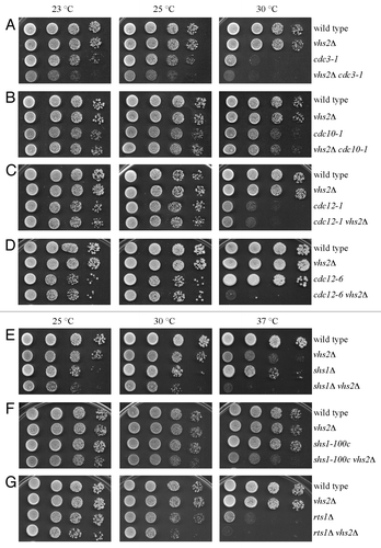 Figure 2. The lack of Vhs2 causes synthetic growth defects in combination with septin mutants. Serial dilutions of stationary phase cultures of strains with the indicated genotypes were spotted on YEPD plates, which were then incubated for 2 d at the indicated temperatures.