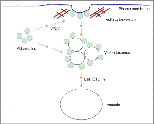 Figure 12 A model for VID30 in the Vid pathway. Vid vesicles associate with actin patches on the plasma membrane. Vid30 is present in Vid vesicles, actin patches, FM-containing endosomes and the vacuole. In the absence of Vid30, Vid vesicles fail to associate with actin patches. This suggests that Vid30 has a role in the association of Vid vesicles and actin patches. The absence of LisH or CTLH domain results in the distribution of these mutant proteins in punctate structures. When either the LisH or the CTLH domain is deleted, FBPase is localized in punctate structures. Because the patterns of FBPase distribution in the LisH and CTLH mutants are distinct from those seen in the complete absence of the VID30 gene, we suggest that these domains have a role in the Vid pathway at a later step.