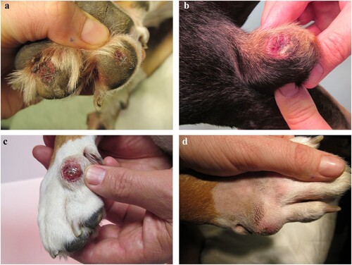 Figure 1. Photographs of a dog (Case 4) with (a) multiple foot pad ulcerations, (b) an ulcerated swelling of the left elbow and (c, d) firm nodular swellings within the skin of the metacarpi with ulceration of the swelling of the right metacarpus (c).