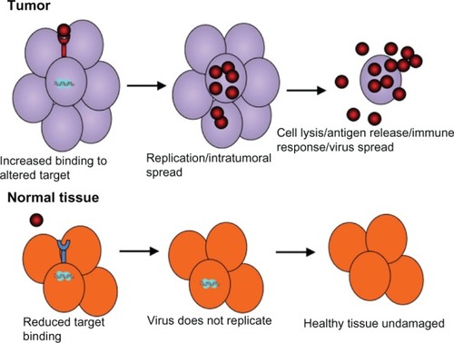 Figure 1 Infection and killing of tumor cells by oncolytic viruses. Oncolytic viruses are engineered to have tumor selectivity through various strategies that favor preferential infection of tumor compared to normal cells through binding of tumor-specific receptors, or preferential replication in the tumor compared to normal cells. This results in a large amount of progeny virus being released from the infected tumor cells and its spread throughout the tumor mass.