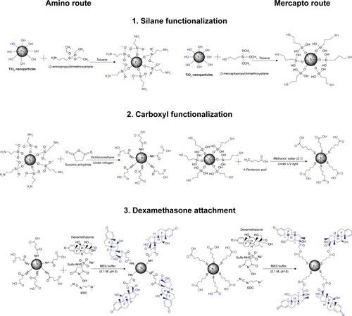 Figure 1 Detailed schemes of chemical reactions for dexamethasone-TiO2 particles: 1) silane functionalization, followed by 2) carboxyl functionalization, and then 3) dexamethasone attachment, for amino and mercapto routes. Functional groups on TiO2 particle surface are highlighted with blue color.