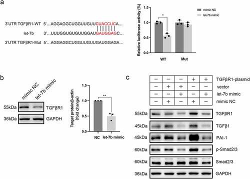 Figure 8. TGFβR1 is a direct target gene of let-7b. (a) Illustration of the complementary sequences between let-7b and TGFβR1 3’UTR and relative luciferase activity assayed by the ratio of firefly-renilla luciferase activity following transfection with let-7b mimic compared with transfection with mimic NC in 293T cells. (b) Protein expression of TGFβR1 in Møs after let-7b mimic transfection using western blot analysis. The densitometric intensity of the bands was quantified using ImageJ software. (c) Western blot analysis of the protein expression of TGFβR1, TGFβ1, PAI-1, p-Smad2/3, and Smad2/3 in Møs after different treatments. Data are expressed as the means ± SEM. All the experiments repeated 3 times. *P<.05, **P<.01.