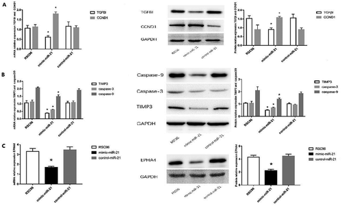 Figure 6. Expressions of TGFβI, CCND1, TIMP3, EPHA4 and caspase-3/caspase-9. A: mRNA and protein expressions of TGFβI and protein expression of CCND1 in the mimic-miR-21 group, control-miR-21 group and RSC96 group. B: mRNA and protein expressions of TIMP3 and protein expressions of caspase-3 and caspase-9 in the mimic-miR-21 group, control-miR-21 group and RSC96 group. C: mRNA and protein expressions of EPHA4 in the mimic-miR-21 group, control-miR-21 group and RSC96 group mean±SD, n = 3, * P < 0.05 vs control-miR-21 group and RSC96 group.