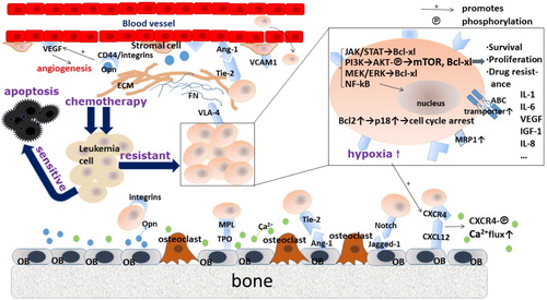 Figure 2. Crosstalk between leukemia cells and niche cells associated with drug resistance. Niche cells can be hijacked during leukemogenesis, and malignant cells depend upon the endosteal or stromal components in the microenvironment. The drug resistance of leukemia cells arises from their direct physical contact with the stroma and is conferred by soluble factors. Cell–cell adhesion and multiple cytokines or growth factors affect malignant cells, at least in part, by evoking diverse intracellular pro-survival cascades and by increasing ABC transporter-mediated drug efflux. FN, fibronectin; ECM, extracellular matrix; ABC transporter, ATP-binding cassette transporter; MRP1, multidrug resistance-associated protein 1.